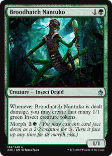 Broodhatch Nantuko (Masters 25) Light Play