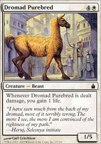Dromad Purebred (Ravnica) Medium Play