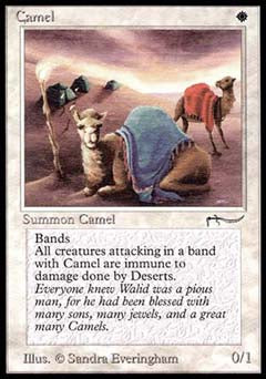 Camel (Arabian Nights) Medium Play